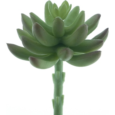 Sukulent „Guanita“ zelený 13 cm