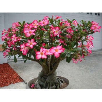 Adenium obesum Desert Rose MINI BAOBAB rastlina