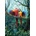 Art Puzzle - Puzzle Love in the Forest 260 - 260 piese