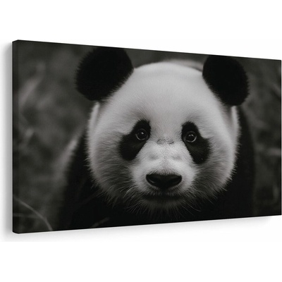 Obraz roztomilá panda v prírode