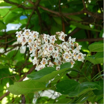 Catalpa Prodej