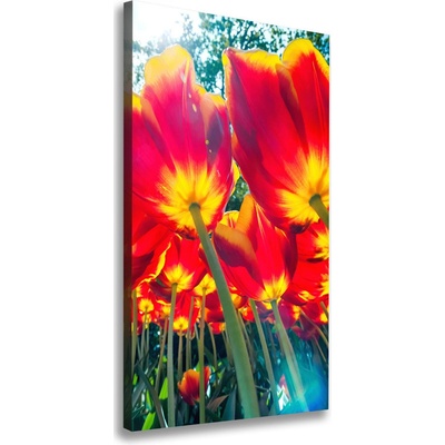 Vertikálny foto obraz na plátne Červené tulipány 50x100 cm