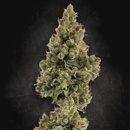 Paradise Seeds AUTO Jack semena neobsahují THC 10 ks