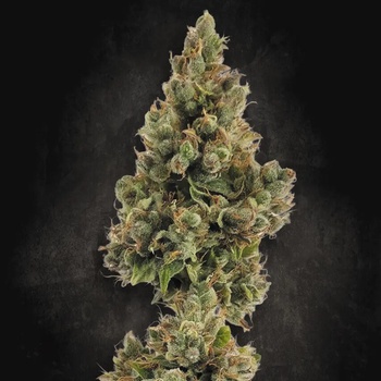 Paradise Seeds AUTO Jack semena neobsahují THC 10 ks