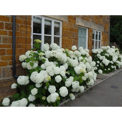 Hortenzia stromčekovitá 'Annabelle', výška 15-30 cm, kvetináč 9 cm