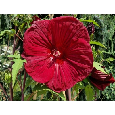 Ibištek bahenný Burgundy Velvet, výška 20-30 cm, kvetináč 1,5 l