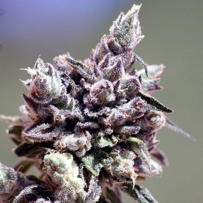 Ripper Seeds Washing Machine semienka neobsahujú THC 3 ks