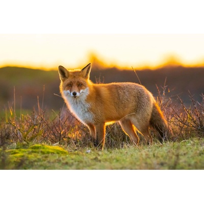 DIMEX ART Флизелинов фототапет лисица на лов 375 x 250 см