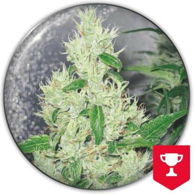 Medical Seeds Co. Y Griega semena neobsahují THC 3 ks