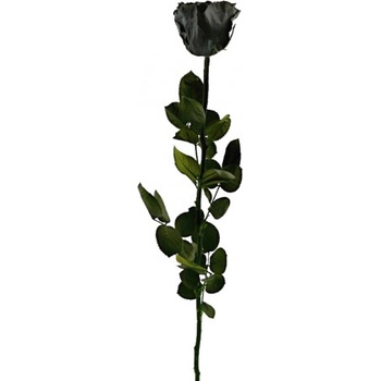 Dárková stabilizovaná růže - černá