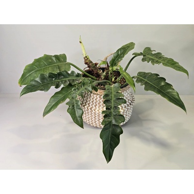 PlanBros flower Philodendron Narrow