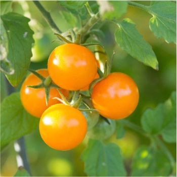 Paradajka Yoney F1- Solanum lycopersicum - semená paradajok - 6 ks