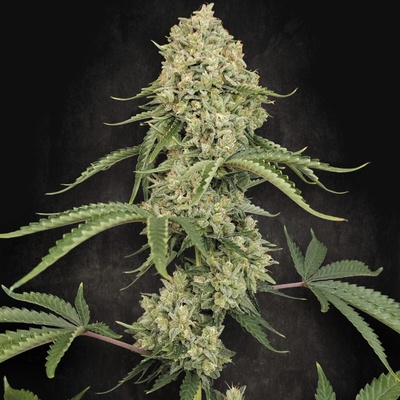 Paradise Seeds Tropical Fruit Cake semienka neobsahujú THC 3 ks