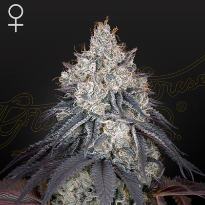 Green House Seeds Lemon Orange semena neobsahují THC 10 ks
