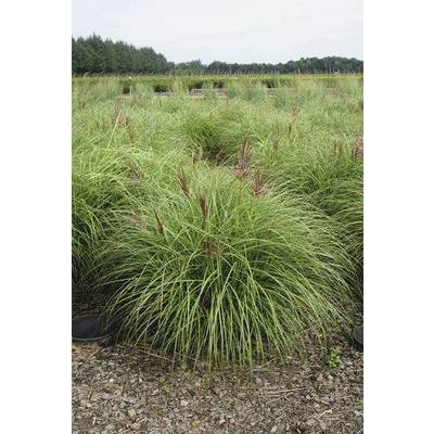 Ozdobnice čínská FloraSelf Miscanthus sinensis 'Red Chief' 20-80 cm květináč 3 l