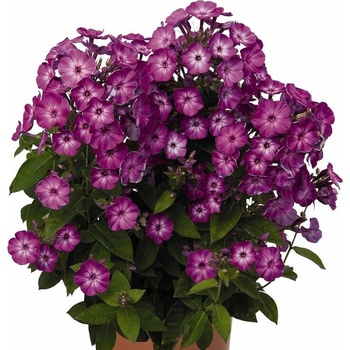 Flox metlinatý Flame Purple Eye - Phlox paniculata, kont. 1 l