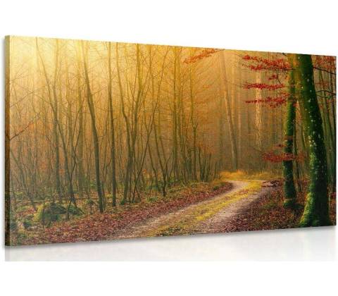 Obraz cestička do lesa - 40x30