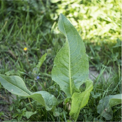 Šťovík zahradní - Rumex patientia - osivo šťovíku - 20 ks