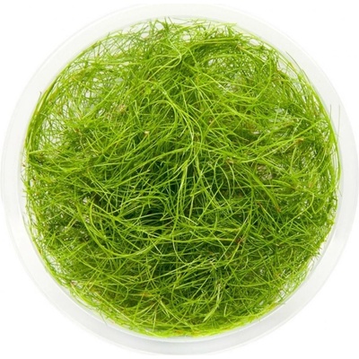 Eleocharis vivipara