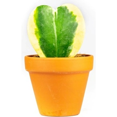 Gardners Hoya kerrii bicolor, průměr 6 cm Hoja, Voskovka