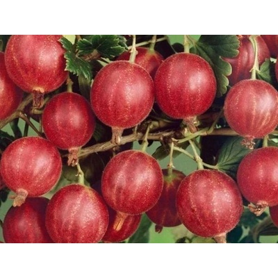 Egreš kríkový beztŕňový Spinefree, výška 30-40 cm, kvetináč 1,5 l