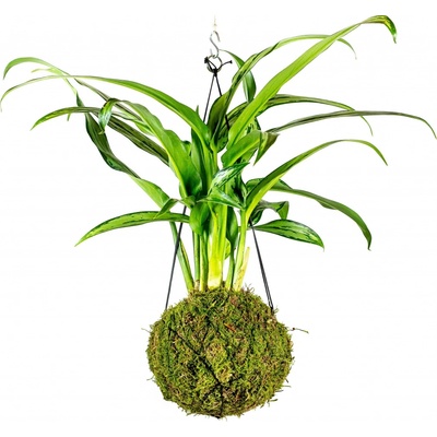 Gardners Kokedama Aglaonema Cutlass (L) Aglaonema, Spící panna 1 ks