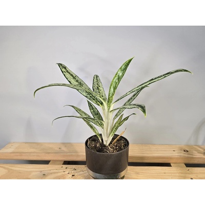 Aglaonema Matcha Lemon