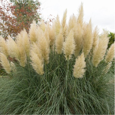 Pampová tráva stříbrná - Pampas - Cortaderia selleona - semena pampové trávy - 10 ks