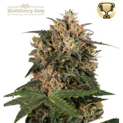 Seedstockers Superior Blackberry Gum semena neobsahují THC 3 ks