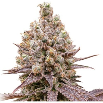Super Sativa Seed Club Purple OG Punch semienka neobsahujú THC 3 ks