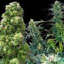 Sensi Seeds Outdoor Mix regular semena neobsahují THC 25 ks