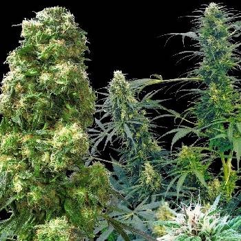 Sensi Seeds Outdoor Mix regular semena neobsahují THC 25 ks