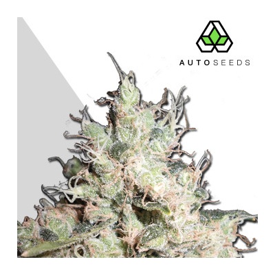 Auto Seeds Hijack AUTO semena neobsahují THC 3 ks