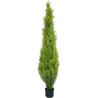 Cypřiš světlý v květináči, 120 cm