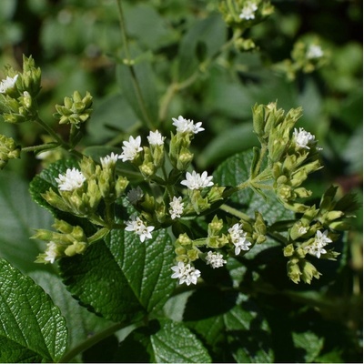 BIO stévie sladká - Stevia rebaudiana - bio semena stévie - 12 ks