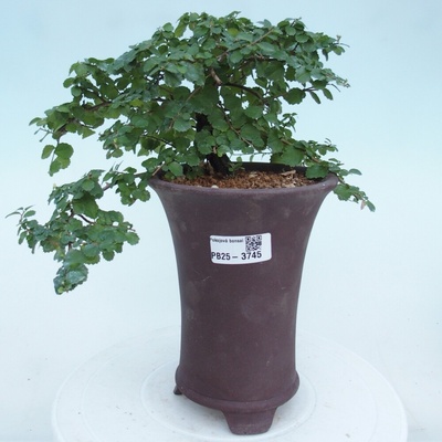 e-bonsai Pokojová bonsai - Grewia sp. - Grewie malolistá