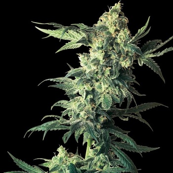 SENSI SEEDS Northern Lights semena neobsahují THC 3 ks