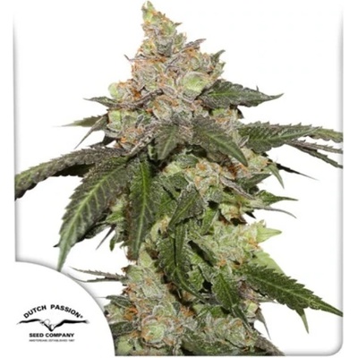 Dutch Passion Kerosene Krash semena neobsahují THC 3 ks