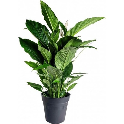 Lopatkovec, Spathiphyllum Sebastiano, vysoký 120 - 140 cm, průměr květináče 24 cm