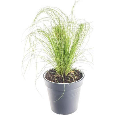 Kavyl péřovitý, Stipa tenuissima Pony Tails, velikost květináče 10.5 cm