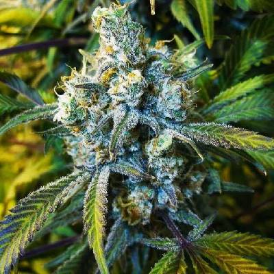 Nirvana Super Silver Haze regular semena neobsahují THC 10 ks