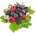 Inawera Концентрат за база Inawera с аромaт JUST BERRIES 10ml