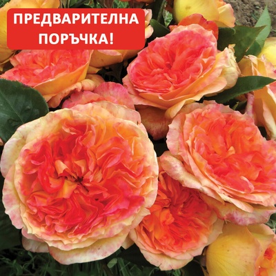 Delbard® Роза Henri Delbard® - (Delbard)