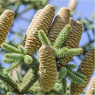 Jedle španělská - Abies pinsapo - semena jedle - 7 ks