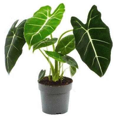 Gardners Alocasia Frydek, průměr 14 cm Alokásie, Alokázie