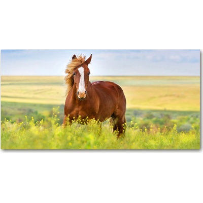Foto obraz sklo tvrzené hnedý kôň 100x50 cm