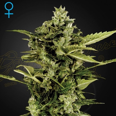Green House Seeds Auto-Bomb semena neobsahují THC 5 ks