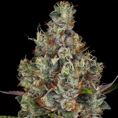 Paradise Seeds Rainbow Road semena neobsahují THC 10 ks