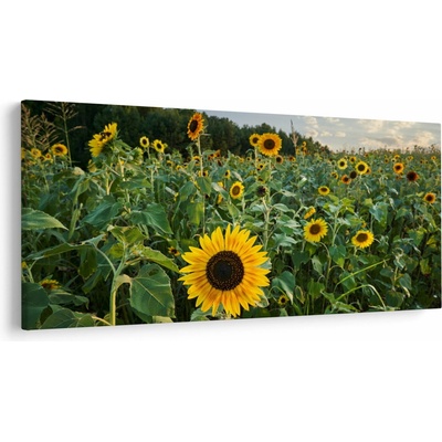 Obraz - Slnečnicové pole II., jednodielne 200x100 cm