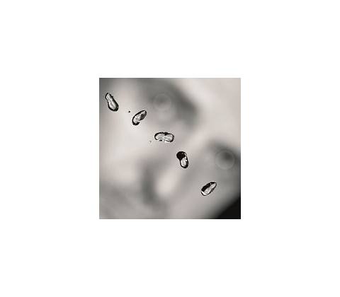Gabriel Peter - Up LP